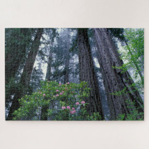 Puzzle Redwoods costeros y Rhododendrons