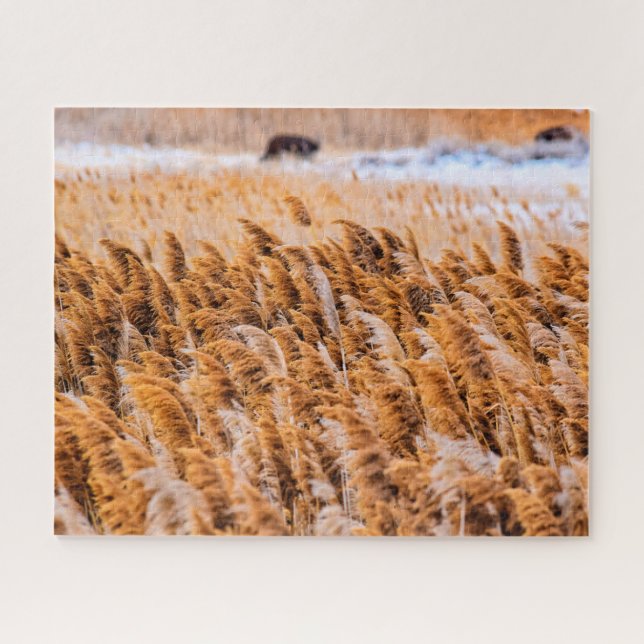 Puzzle Reeds de Antelope Island, Utah - 16x20 - 520 pcs. (Horizontal)