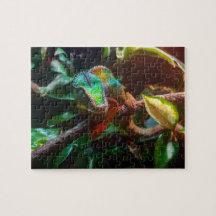 Reptil propietario de Panther Chameleon