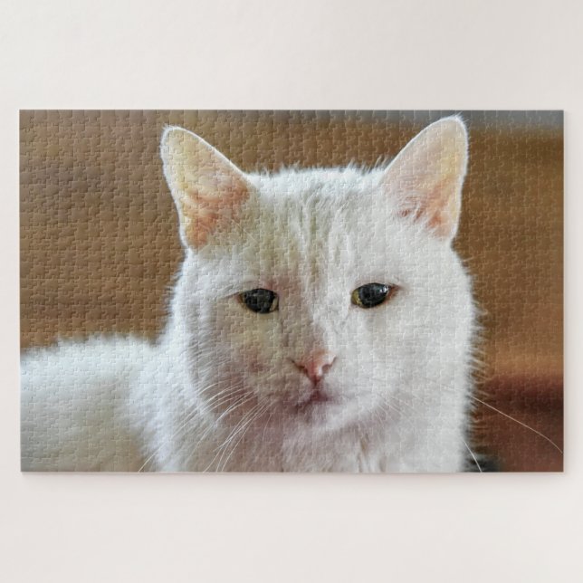 Puzzle Retrato blanco turco de gatos angora (Horizontal)
