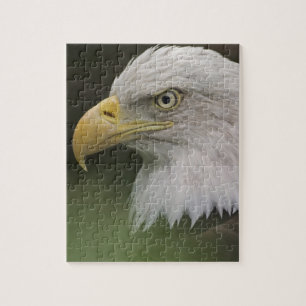 Puzzle Retrato de águila calva adulta, Haliaeetus