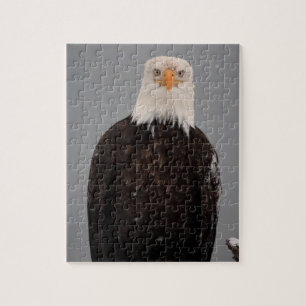 Puzzle Retrato de águila calva en la nieve, Haliaeetus