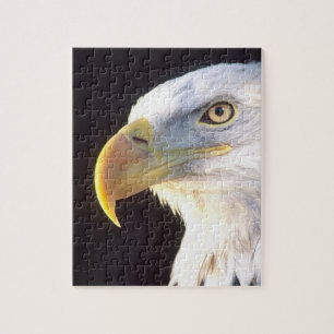 Puzzle Retrato de águila calva, Haliaeetus leucocephalus,