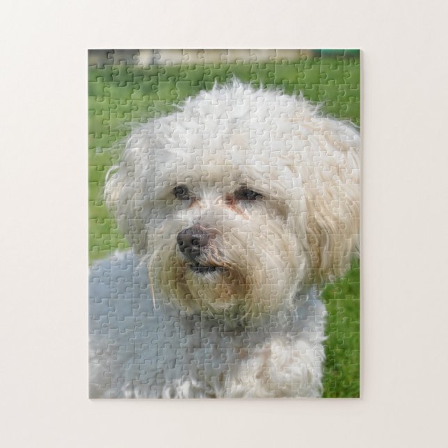 Puzzle Retrato de Bichon Frise (Vertical)