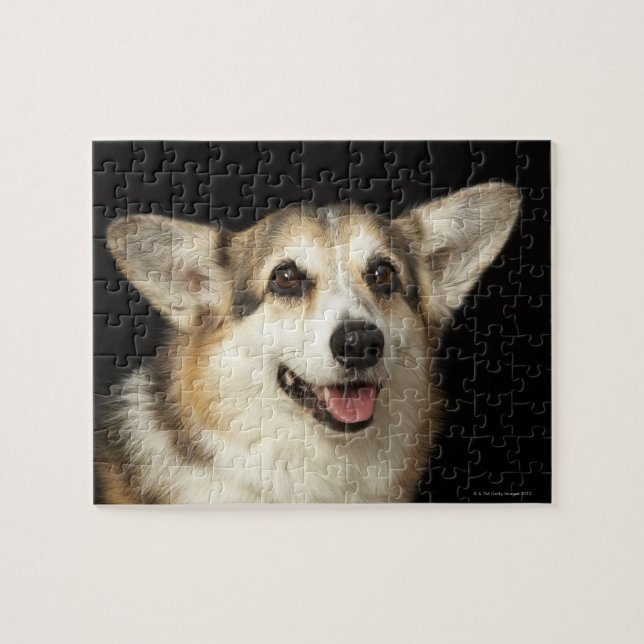Puzzle Retrato de Corgi negro, marrón y blanco (Horizontal)