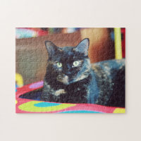 Retrato de gatito de gato con caparazón de tortuga