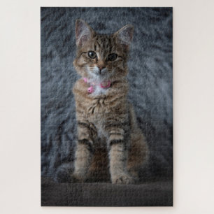 Puzzle Retrato de gato gatito, 1014 piezas