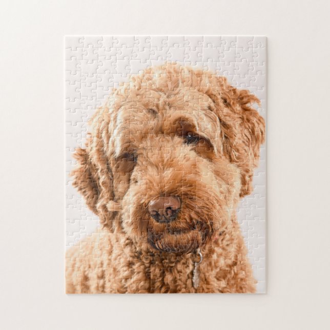 Puzzle Retrato de Goldendoodle Studio (Vertical)