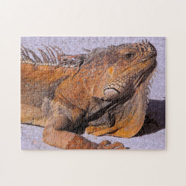 Puzzle Retrato de la Iguana (Horizontal)