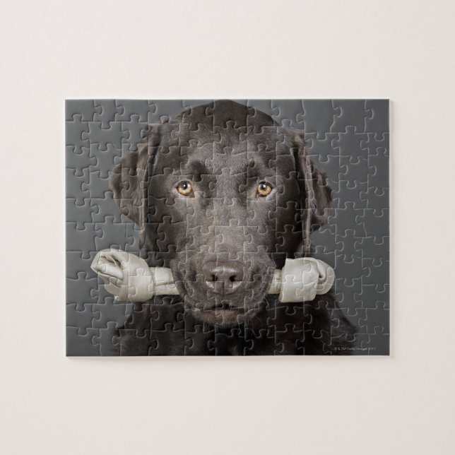 Puzzle Retrato de labrador de chocolate (Horizontal)