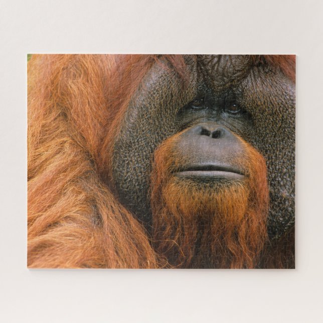 Puzzle Retrato de orangután macho, Georgia, EE. UU. (Horizontal)