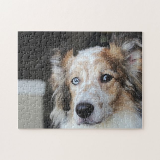 Puzzle Retrato de perro pastor australiano (Horizontal)