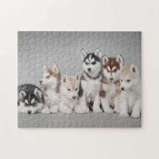 Puzzle Retrato de seis cachorros husky siberianos