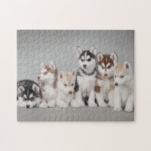 Puzzle Retrato de seis cachorros husky siberianos (Horizontal)