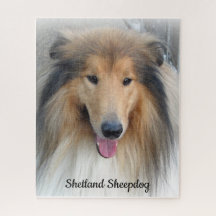 Retrato de Sheepdog de Shetland