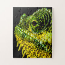 Retrato de un camaleón