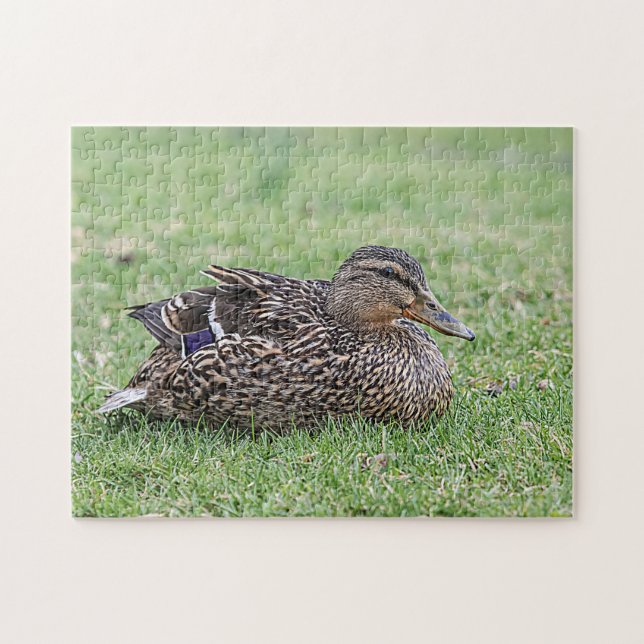 Puzzle Retrato de un mallard femenino (Horizontal)