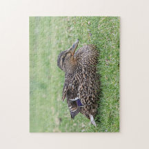 Retrato de un mallard femenino