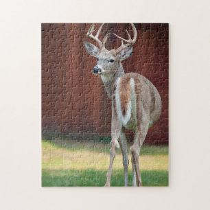 Puzzle Retrato de Whitetail Buck, Missoula, Montana