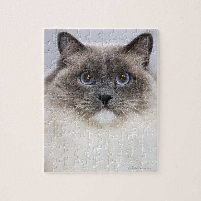 Puzzle Retrato del gato de Ragdoll (Vertical)