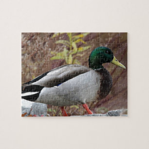Puzzle Retrato del pato del pato silvestre
