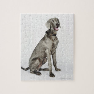 Puzzle Retrato del perro de Weimaraner