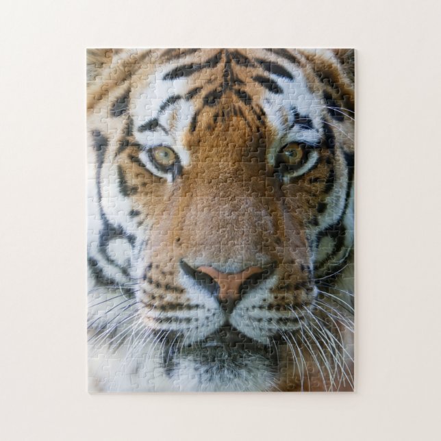 Puzzle Retrato elegante de tigres (Vertical)