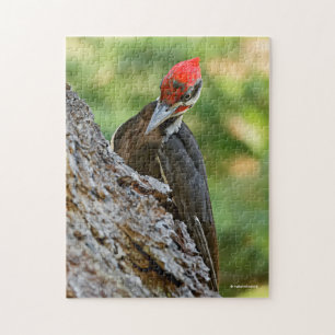 Puzzle Retrato impresionante de un pájaro carpintero pile