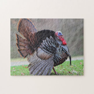 Puzzle Retrato salvaje del pavo