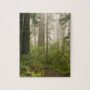 Puzzle Rhododendron floreciendo entre las Redwoods de la