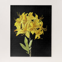 Rhododendron luteum (Azalea póntica)