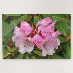 Puzzle Rhododendron rosa, Dandenong Ranges, Australia