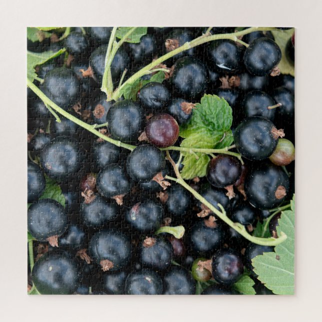 Puzzle Ribes nigrum cosecha de grosellas negras (Vertical)