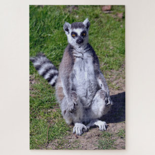 Puzzle Ring-tailed lemur seating on grass postcard T-Shir