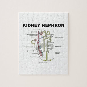 Puzzle Riñón Nephron (libro de texto de la anatomía de