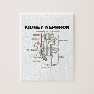 Puzzle Riñón Nephron (libro de texto de la anatomía del
