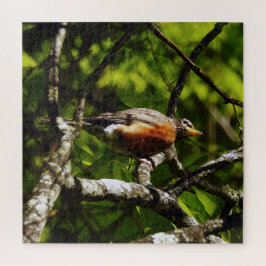 Puzzle Robin Curioso