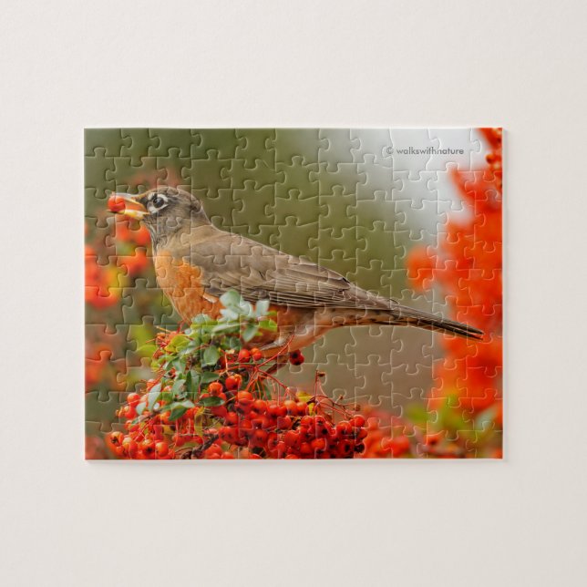 Puzzle Robin estadounidense con una Pyracantha Pomme (Horizontal)