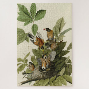 Puzzle Robin estadounidense de los pájaros de América de
