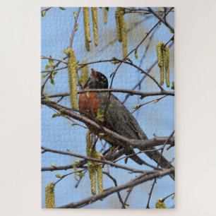 Puzzle Robin estadounidense encaramado en una rama con ca