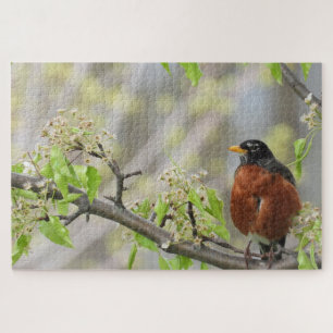 Puzzle Robin estadounidense encaramado en una rama florid