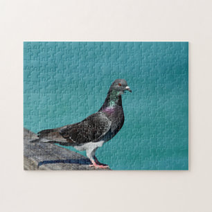 Puzzle Rock Pigeon