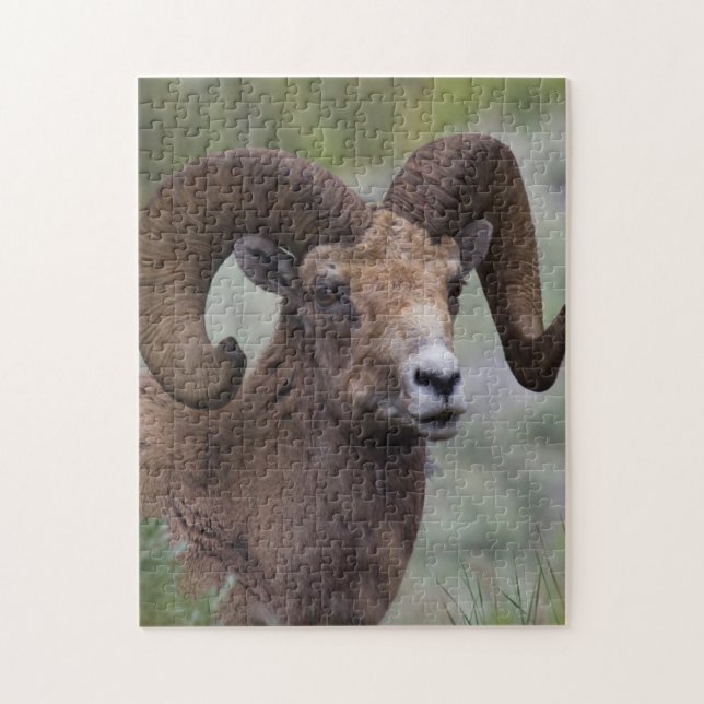 Puzzle Rocky Mountain Bighorn Ram (Vertical)