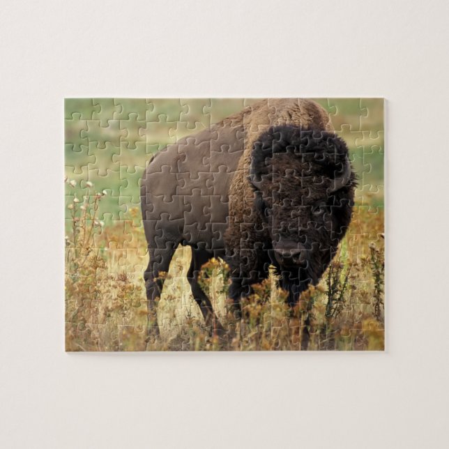 Puzzle Rompecabezas-Búfalo de la fauna (Horizontal)