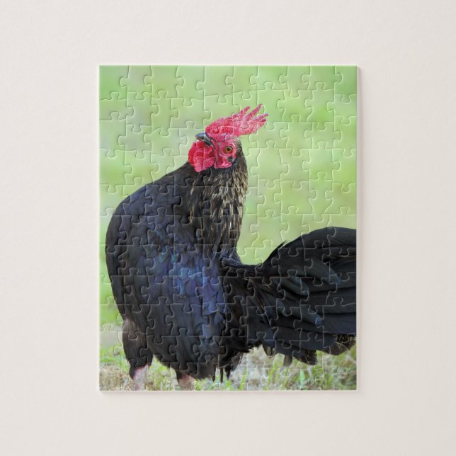 Puzzle Rooster negro (Vertical)