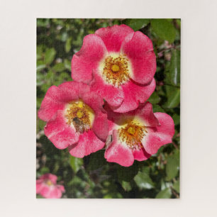 Puzzle Rosa arbustiva de una sola pétala rosa, San Mateo