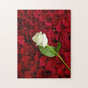 Puzzle Rosa blanco en los pétalos rojos