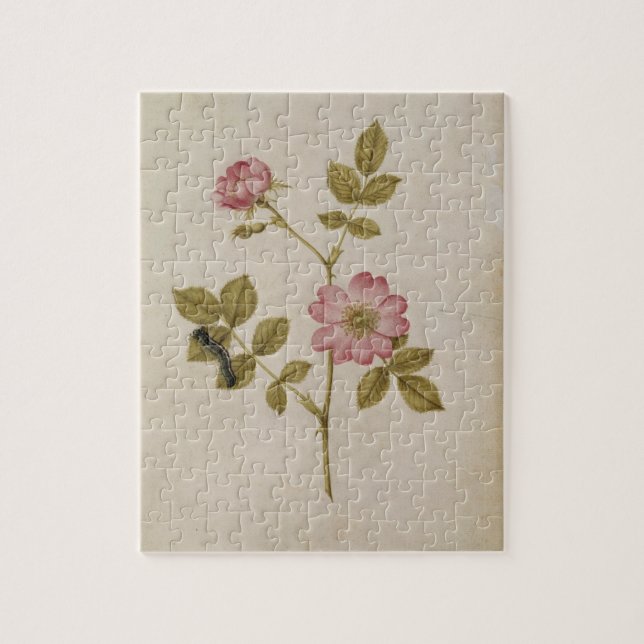 Puzzle Rosa Canina - Dogrose y Caterpillar (lápiz y con (Vertical)