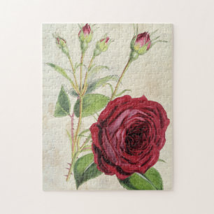 Puzzle Rosa de la Vieja Comte de Falloux