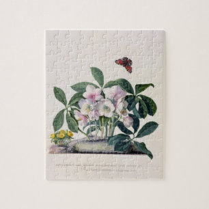 Puzzle Rosa de navidad (Helleborus Niger) e invierno